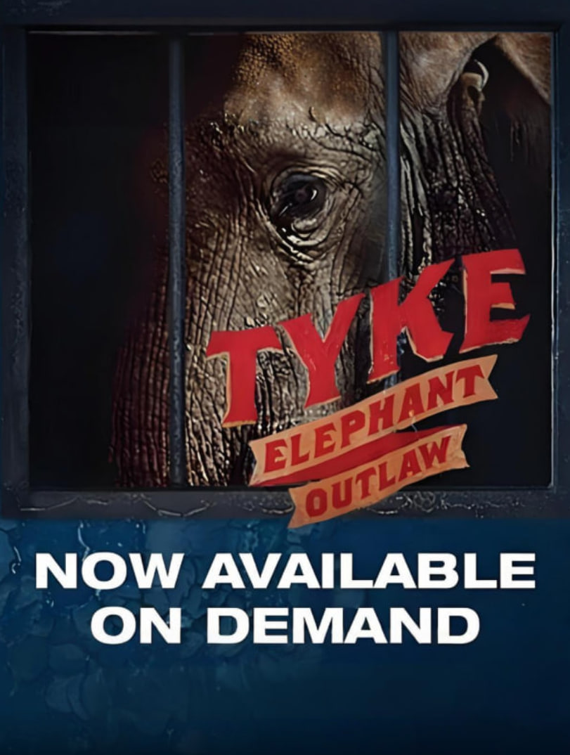 迷途小象泰克(全集)