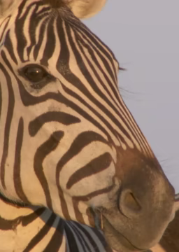 斑马一家历险记：死亡与新生(全集)