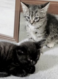 纪录片：萌宠记(全集)