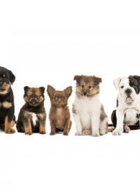 纪录片：家有萌宠(全集)