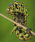 昆虫世界(全集)